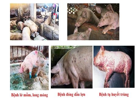 Bài giảng Công nghệ Lớp 7 Sách Kết nối tri thức - Tiết 21, Bài 10: Nuôi dưỡng và chăm sóc vật nuôi (Tiết 1)