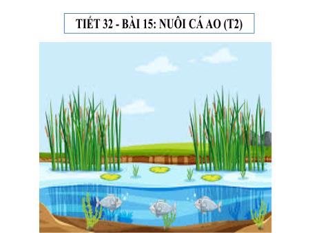 Bài giảng Công nghệ Lớp 7 Sách Kết nối tri thức - Tiết 32, Bài 15: Nuôi cá ao (Tiết 2)