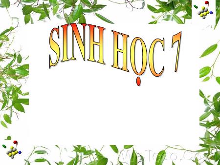 Bài giảng Sinh học Lớp 7 - Bài 2: Phân biệ̣t động vật với thực vật đặc điểm chung của động vật